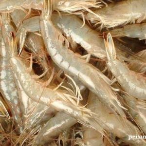 进口白虾成熟周期是多少天